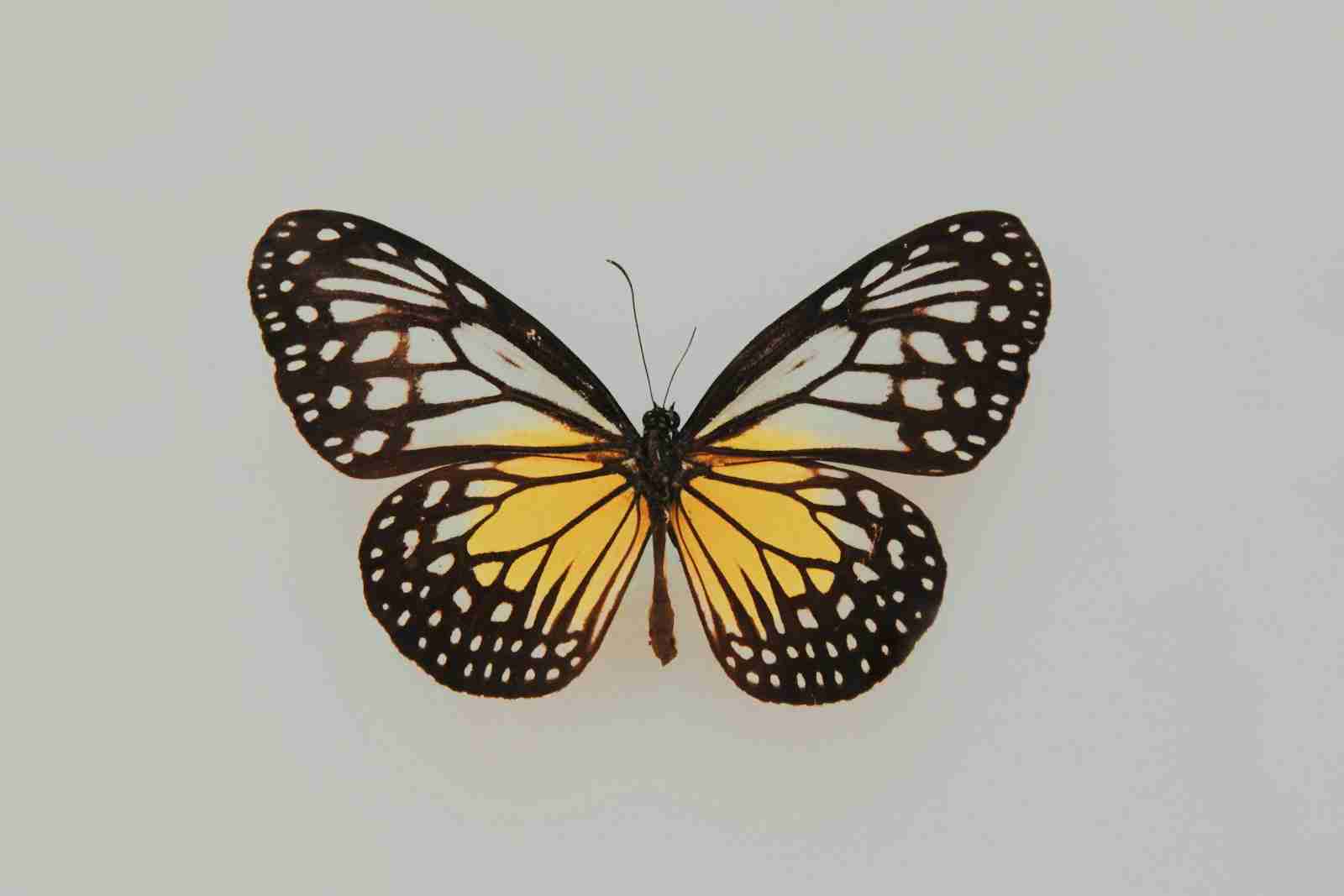 The Butterfly Effect: How Small Actions Lead to Big Changes