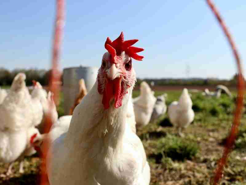 Unraveling the Age-Old Riddle: Which Came First, the Chicken or the Egg?