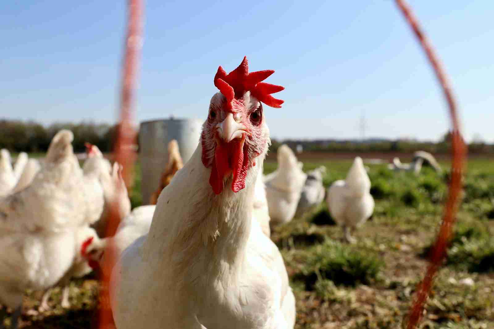 Unraveling the Age-Old Riddle: Which Came First, the Chicken or the Egg?